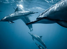 王楚钦4-3险胜黄镇廷 晋级全运会乒乓球男单八强